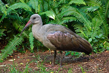 Tập_tin:Hadada_Ibis.jpg