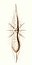 Haeckel Amphibelone cultellata.jpg