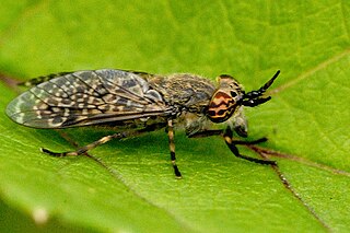 <i>Haematopota crassicornis</i> Species of fly