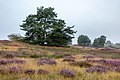 * Nomination Nature reserve “Westruper Heide” at the flowering of the heath, Haltern am See, North Rhine-Westphalia, Germany --XRay 04:33, 7 October 2021 (UTC) * Promotion  Support Good quality -- Johann Jaritz 04:38, 7 October 2021 (UTC)  Support Good quality. --Tournasol7 04:39, 7 October 2021 (UTC)