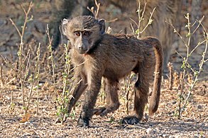 Juvenile male, Ethiopia