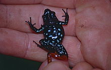 Haraldmeier's Mantella (Mantella haraldmeieri) underside (9631422154).jpg