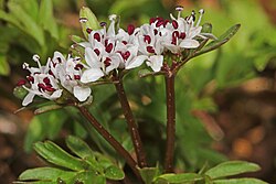 Harbinger of Spring - Erigenia bulbosa, Carderock Park, Carderock, Maryland.jpg