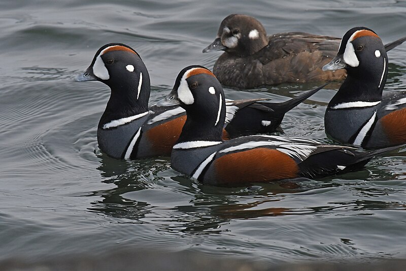 File:Harlequin duck Barnegat Lighthouse SP 3.5.22 DSC 7494.jpg