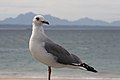 Hartlaub's gull (14677599834).jpg