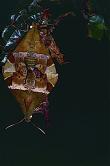Ястребиные (Angonyx papuana) спаривание (9710745667) .jpg