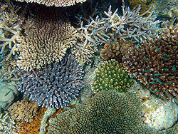 Healthy corals.jpg