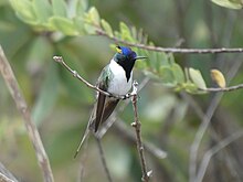 Male near Serra do Cipo National Park Heliactin bilophus 348331475.jpg