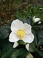 Helleborus niger flower