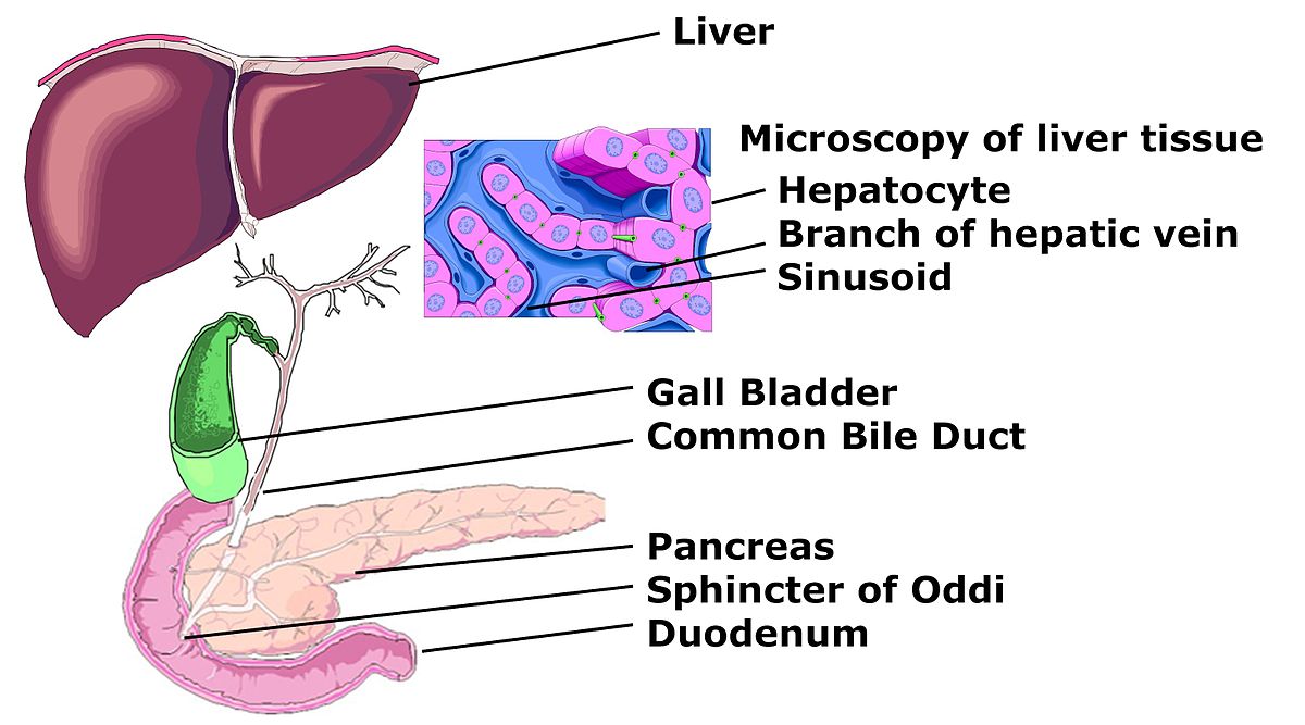 bile duct dilation symptoms