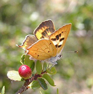 Hermes copper Species of moth