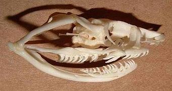 Crâne du serpent à nez plat occidental opisthoglyphique