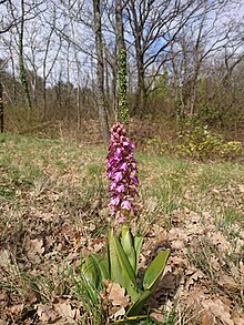 Fund von Himantoglossum in der Nähe von Gordes