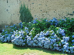 Hortensias d'en ço de Estienne