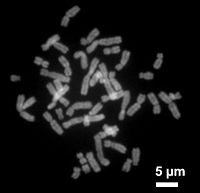 Human chromosomes during metaphase HumanChromosomesChromomycinA3.jpg