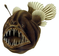 Ambush predator: anglerfish