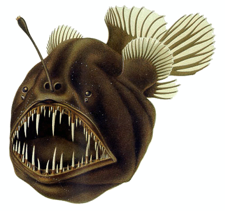 The humpback anglerfish angles for small fish by deceptively dangling a bioluminescent lure in front of its jaws.