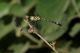 Hylaeothemis indica female