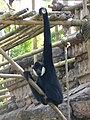 White-cheeked gibbon (Hylobates concolor)