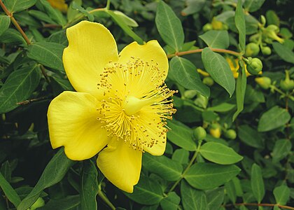 Hypericum cerastoides Silvana - St. John's Wort