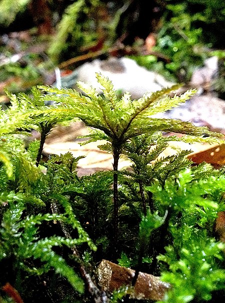 Hypnodendron comosum