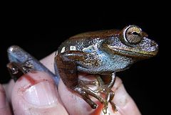 Description de l'image Hypsiboas gladiator Peru 01.JPG.