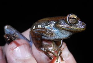 Hypsiboas gladiator Peru 01.JPG