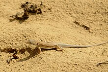 Indian fringe-toed lizard or Indian fringe-fingered lizard in Rajasthan, India IFtLizard DSC0789.jpg