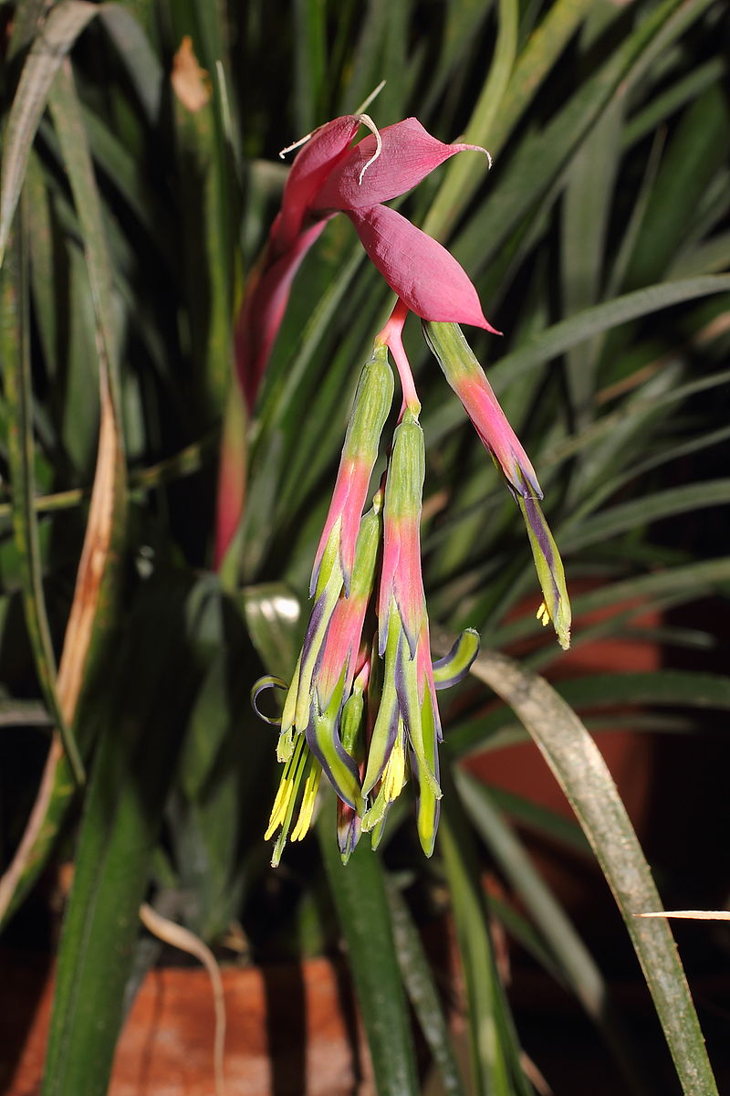 TÌNH YÊU CÂY CỎ ĐV 13  - Page 25 800px-IKAl_20131109_Billbergia_eloisiae