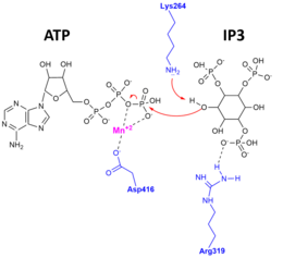 Phosphoryl Transfer Reaction Catalyzed by ITP3K. Hydrogen bonds are represented as dotted lines. Select ITP3K amino acids are shown in blue. Red arrows represent electron pushing. A metal cofactor (Mn2+, magenta) and a highly conserved Asp416 are essential for positioning the ATP beta- and gamma-phosphates. Arg319 (among other amino acids that are not shown) is involved in orienting IP3. Lys264 is most likely involved in neutralizing the negative charge that develops on phosphate, and it may also serve as a general base (hydrogen acceptor) for the 3'OH of IP3. ITP3K Catalytic Mechanism.png