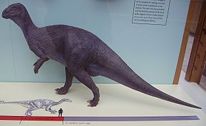 Iguanodon