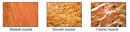 ไฟล์:Illu_muscle_tissues.jpg