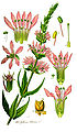 Illustration Lythrum salicaria1.jpg