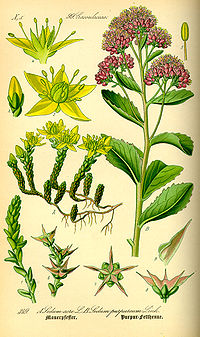 Illustration_Sedum_telephium0.jpg