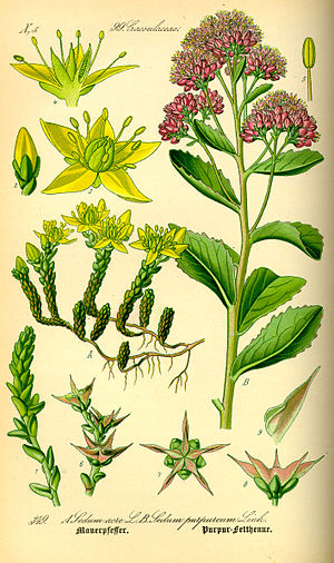 Illustration Sedum telephium0.jpg