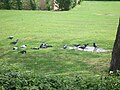 The Qutb complex is home to many birds, such as these pigeons.