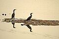 * Nomination Indian cormorants at Prancheri Tank, Tirunelveli District --PJeganathan 05:25, 30 June 2017 (UTC) * Decline Too unsharp, not a QI for me. --Basotxerri 15:34, 30 June 2017 (UTC)