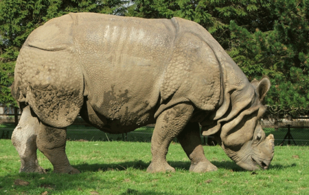 Fail:Indian_rhinoceros.png