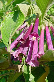 <i>Iochroma grandiflorum</i> Species of flowering plant