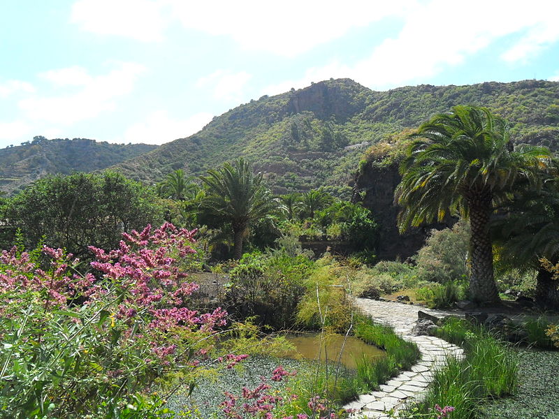 File:Jardín canario 89.JPG