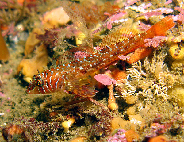 Longfin sculpin (Jordania zonope)