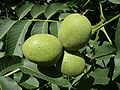 12 The Common walnut, unripe nuts uploaded by George Chernilevsky, nominated by George Chernilevsky