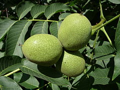 Juglans regia (Common walnut), unripe fruit