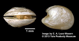 <i>Julia japonica</i> Species of gastropod