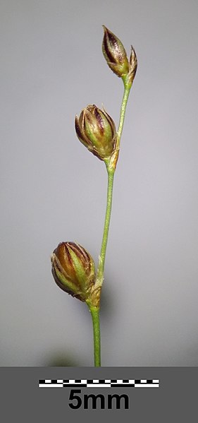 File:Juncus tenageia sl31.jpg