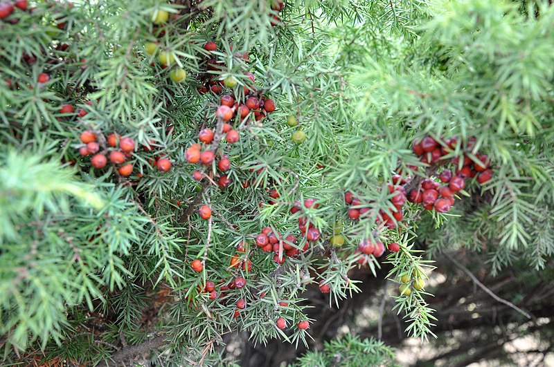 File:Juniperus deltoides Eastern Prickly Juniper წითელნაყოფა ღვია.jpg