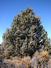 Lava Beds National Monument