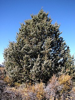 <i>Juniperus occidentalis</i> Species of tree in North America