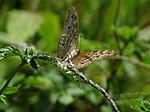 Junonia Atlites