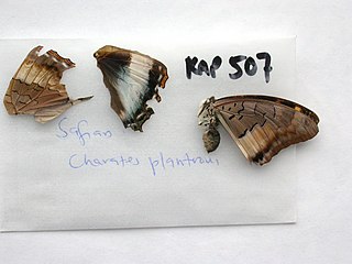 Charaxes plantroui